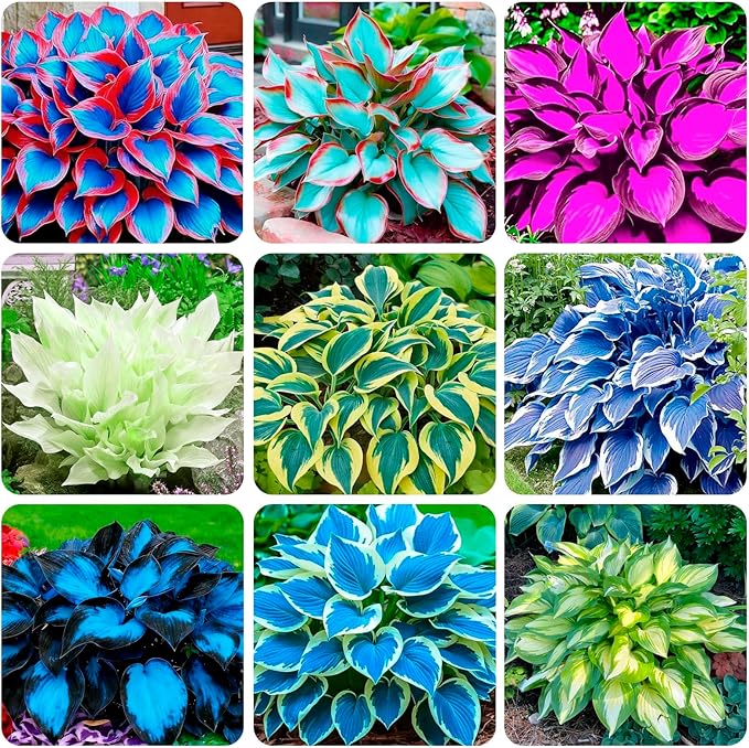 280+ USA PERMIUM Perennial Hosta Seeds for Planting Indoor Outdoor-Non GMO Heirloom Fragrant Shade Garden Flowers Open Pollinated