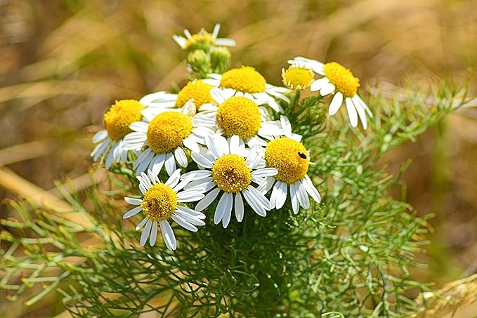 Seeds German Chamomile - Matricaria chamomilla - 2500 Seeds Heirloom Herbs - GMO Free