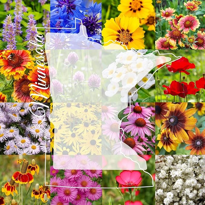 Minnesota Bulk Perennial Wildflower Seed Mix 1lb Covers 2,000sq-ft - Attract Pollinators, Multi-Color Blooms - Midwest US Species Plant in Spring/Fall - Earth-Friendly Packaging (1/2 Pound)