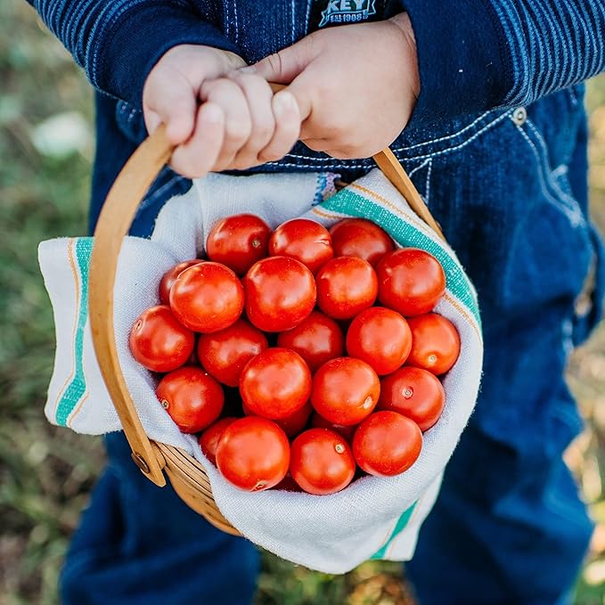 Tommy Toe Tomato - 50 Seeds - Rare Heirloom Cherry Tomato, Open-Pollinated Variety, Non-GMO Large Red Cherry Tomato Seeds for Planting in The Home Garden, Thresh Seed Company