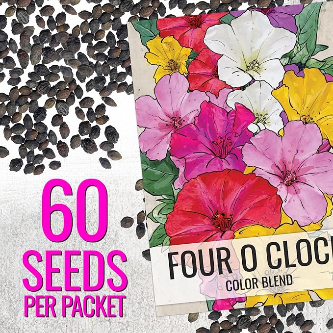 Seed Needs Four O Clock Seeds for Planting Mixed Flowers - Heirloom & Open Pollinated Annual Wildflowers to Attract Butterflies to a Butterfly Garden (1 Pack)
