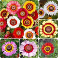 1000+ Perennial Painted Daisy Rainbow Mix Flower Seeds for Planting Outdoors-Chrysanthemum Carinatum Flower Garden Seeds Fragrant Butterfly