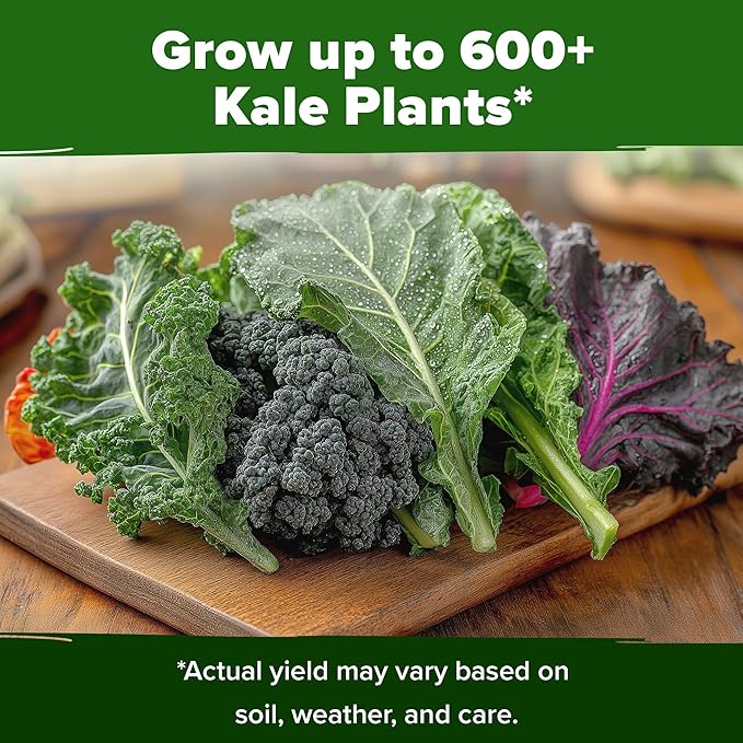 HOME GROWN 4 Kale Heirloom Vegetable Seeds for Planting Home Garden, Beans, Carrots, Peppers, Cucumber, Kale, Pepper Seeds, Tomato