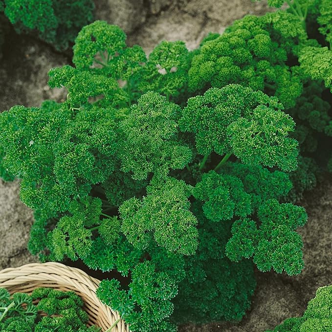 Double Curled Parsley Seeds - 0.25 Oz ~4500 Seeds - Non-GMO, Heirloom - Growing Microgreens, Herb Garden - Petroselinum crispum