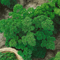 Double Curled Parsley Seeds - 4 Oz ~72000 Seeds - Non-GMO, Heirloom - Growing Microgreens, Herb Garden - Petroselinum crispum