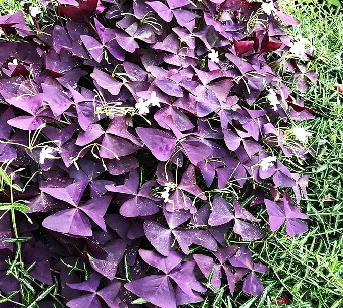 Complete Spring Flower Bulb Garden - 10 Bulbs Tulip/Crocus/Ranunculus Bulbs Continuous Blooms (Spring Color from March Through June) - Large Size Jumbo Bulbs (Purple Shamrocks Bulbs)