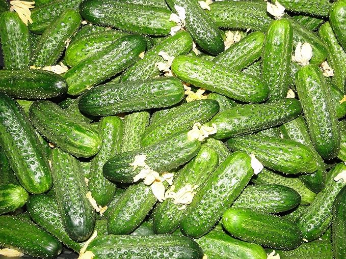 Seeds Cucumber Lyalyuk Little Mini Pickling Heirloom Vegetable for Planting Non GMO