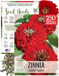 Seed Needs, Cherry Queen Zinnia Seeds - 250 Heirloom Seeds for Planting Zinnia elegans - Attracts Butterflies & Pollinators, Great Cut Flowers (1 Pack)