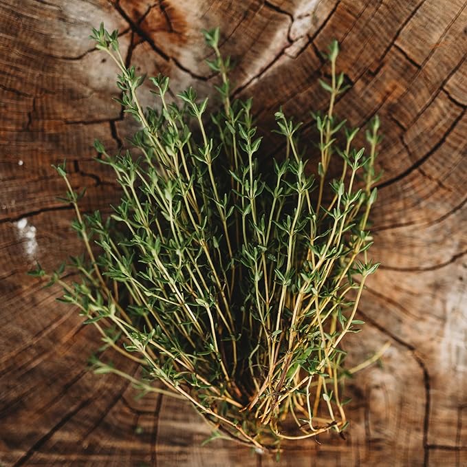 Thyme - 250 Seeds - Heirloom & Open-Pollinated Variety, Non-GMO Culinary Herb Seeds for Planting, Grow Kitchen Herbs Indoors/Outdoors in Containers/aerogarden/Home Garden, Thresh Seed Company