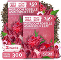 KVITER 300 Roselle Seeds for Planting (Hibiscus Sabdariffa), 2 Pack – Jamaican Sorrel/Cranberry Hibisco Seeds/Gongura Seed/Sour Leaf Seed – Perfect for Hibiscus Tea Organic, Outdoor & Indoor Garden