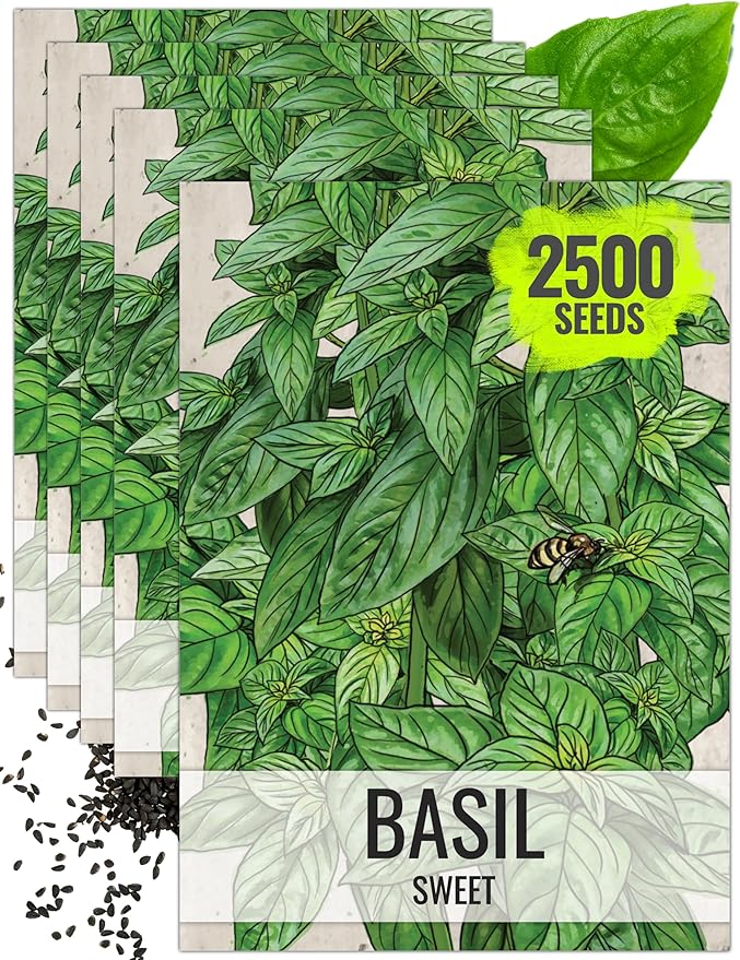 Seed Needs Sweet Genovese Basil Seeds for Planting - Non-GMO Heirloom & Untreated Culinary Herb Seed to Plant an Indoor or Outdoor Home Grown Kitchen Garden (5 Packs)