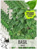 Seed Needs Sweet Genovese Basil Seeds for Planting - Non-GMO Heirloom & Untreated Culinary Herb Seed to Plant an Indoor or Outdoor Home Grown Kitchen Garden (5 Packs)