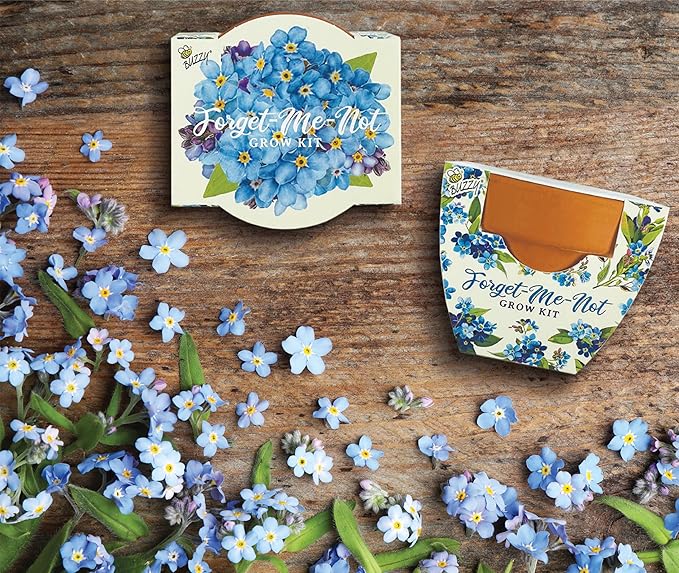 BUZZY Seeds Mini Terracotta Pots 12-Pack Daydream Forget-Me-Not Flowers, All-in-One Seed Starter Kits, Indoor Outdoor Gardening Gift, Wedding Favors, Seeds for Planting Flowers