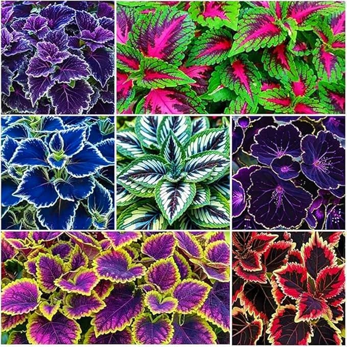 200+ Rainbow Coleus Seeds for Planting - Mix Coleus Seeds Non-GMO Heirloom Beautiful Flowers to Plant Indoors or Outdoors