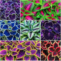 200+ Rainbow Coleus Seeds for Planting - Mix Coleus Seeds Non-GMO Heirloom Beautiful Flowers to Plant Indoors or Outdoors