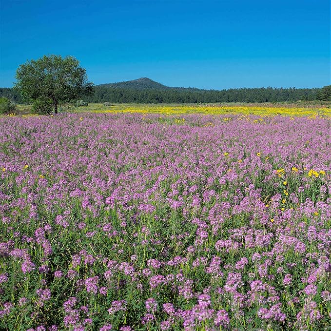 Eden Brothers Rocky Mountain Beeplant (Wild Cleome)
