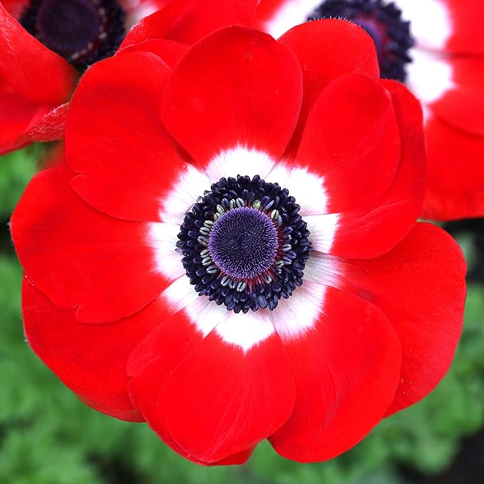 Easy to Grow Anemone His Excellency 20 Plant Bulbs - Red Flowers with Dark Centers in Spring, Full Sun