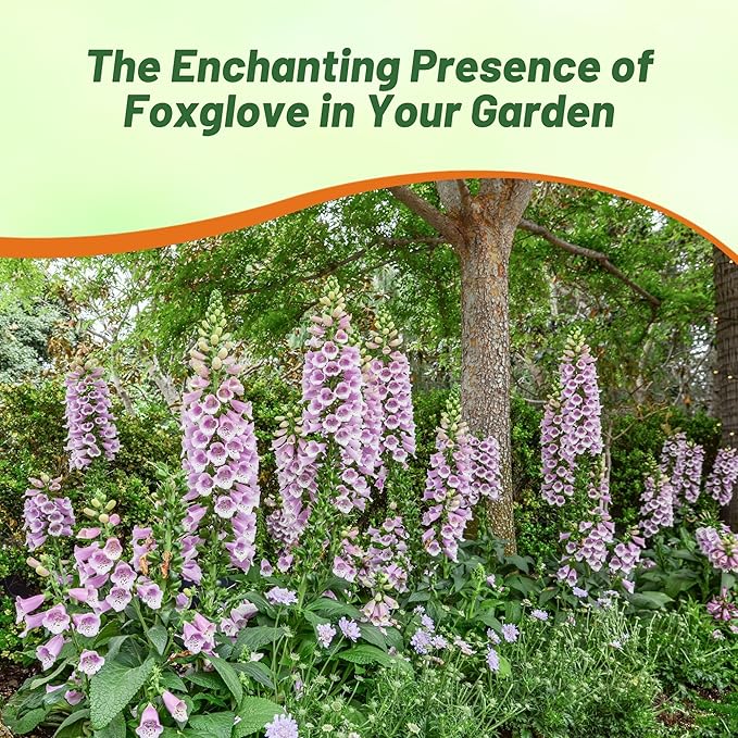 Outsidepride Digitalis Purpurea Camelot Lavender Foxglove Seeds – 50 Pcs Biennial, Prolific, Tall Growing Flower Seeds with Pollinator-Friendly Blooms for Shaded Gardens & Outdoor Landscapes