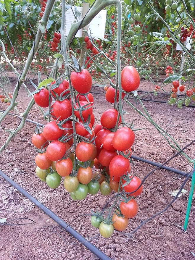 NIKA SEEDS - Seeds Vegetable Red Vine Tomato - 50 Seeds