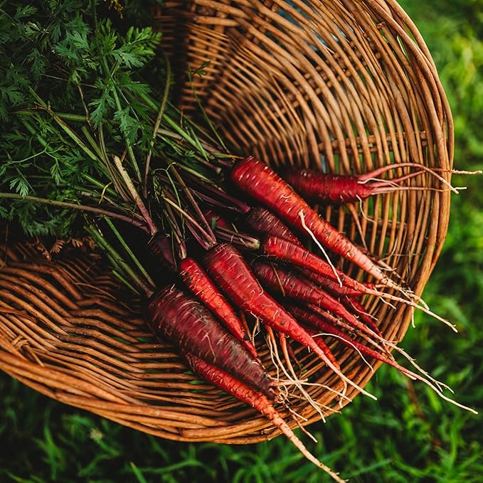 Dragon Red Carrot - 150 Seeds - Rare Heirloom & Open-Pollinated Variety, Non-GMO Vegetable Seeds for Planting Indoors or Outdoors in Containers or The Home Garden, Thresh Seed Company
