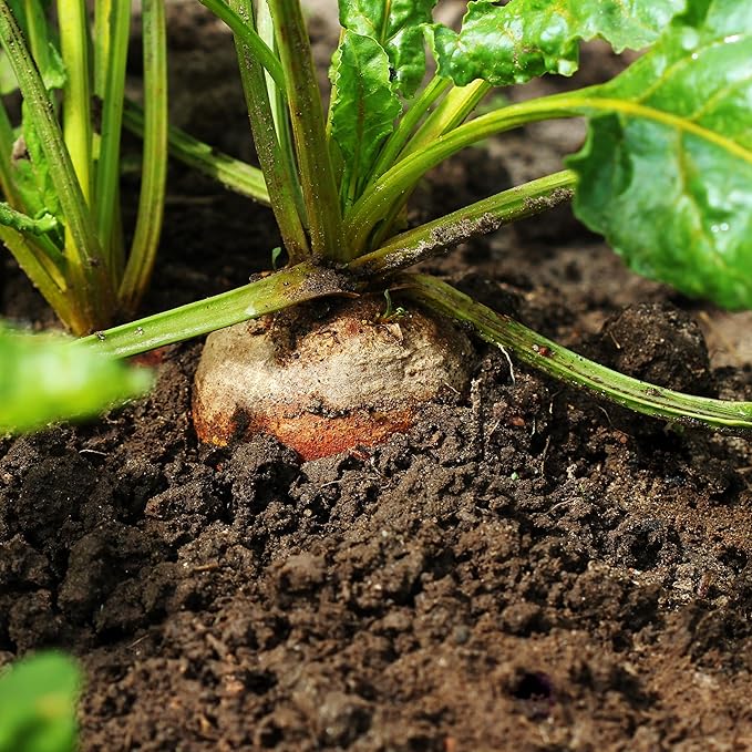 Purely Organic Golden Detroit Beet Seeds - Approx 500 Seeds - USDA Organic, Non-GMO, Open Pollinated, Heirloom, USA Origin