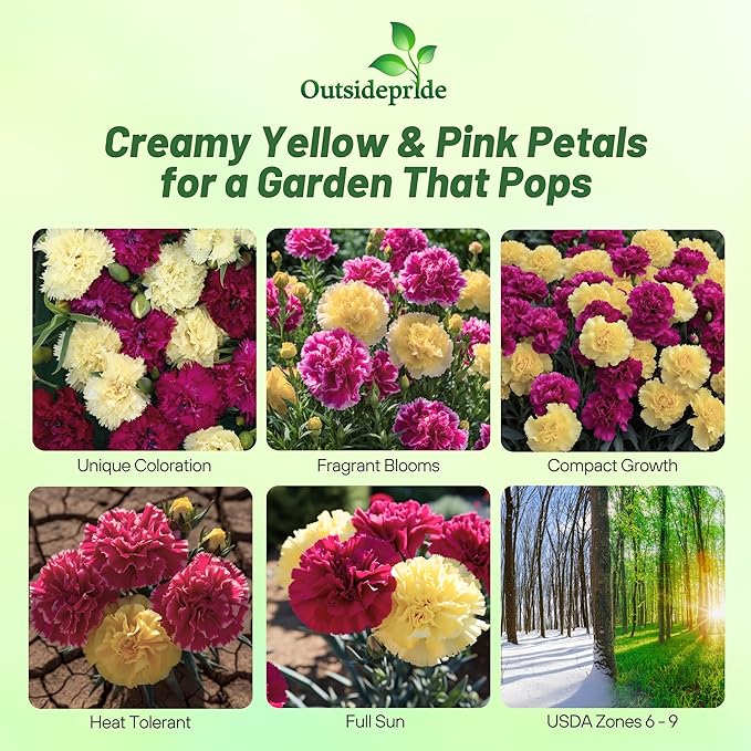 Outsidepride Bananaberry Fizz Carnation Seeds - 100 Pcs Perennial, Easy to Grow Flower Seeds for Planting with Fragrant Blooms, Ideal for Pollinators, Cutting Gardens, Bouquets, & Floral Arrangements