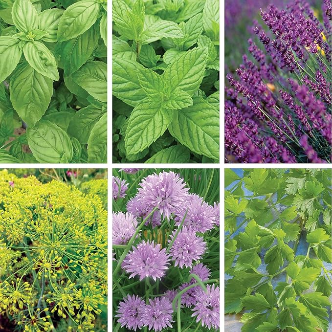 Ferry-Morse Kitchen Herb Organic Seed Variety Pack - 6 Pack