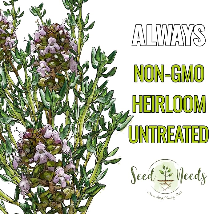 Seed Needs Thyme Seeds for Planting - Non-GMO Heirloom & Untreated Perennial Herb Seed to Plant a Culinary Kitchen Garden Indoors or Outdoors (2 Packs)