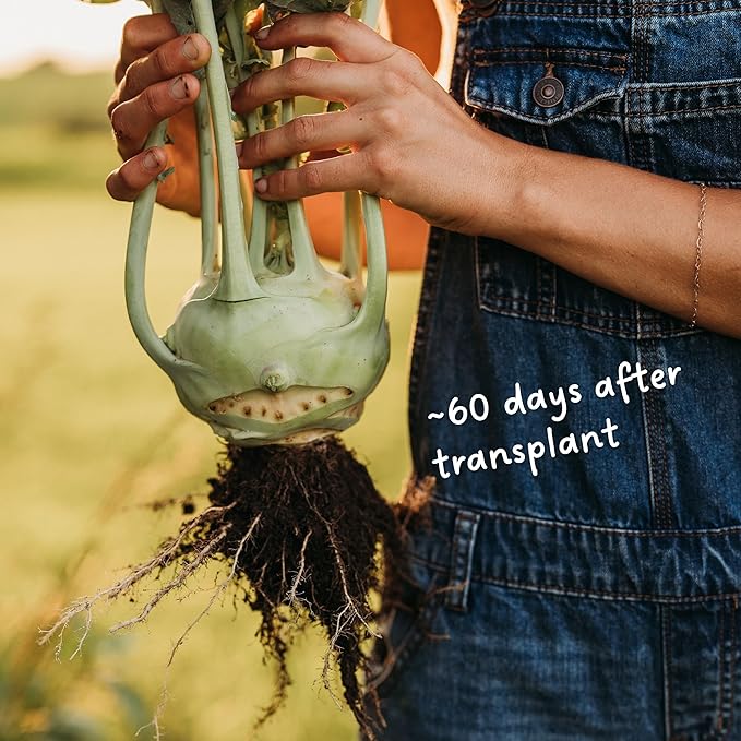 Superschmelz Giant White Kohlrabi - 150 Seeds - Heirloom Kohlrabi Variety, Large, Tender Bulbs, Non-GMO Heirloom Kohlrabi Seeds for Planting in The Home Garden, Thresh Seed Company