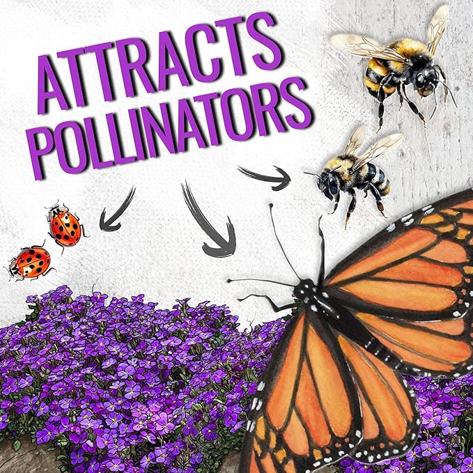 Seed Needs Purple Rockcress Seeds for Planting - Heirloom & Open Pollinated Perennial Flower Great for Rock Gardens, Groundcover, Attracts Pollinators (2 Packs)