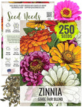 Seed Needs, Mixed State Fair Zinnia Seeds - 250 Heirloom Seeds for Planting Zinnia Elegans - Annual Flowers to Attract Butterflies & Other Pollinators, Great Cut Flower (1 Pack)