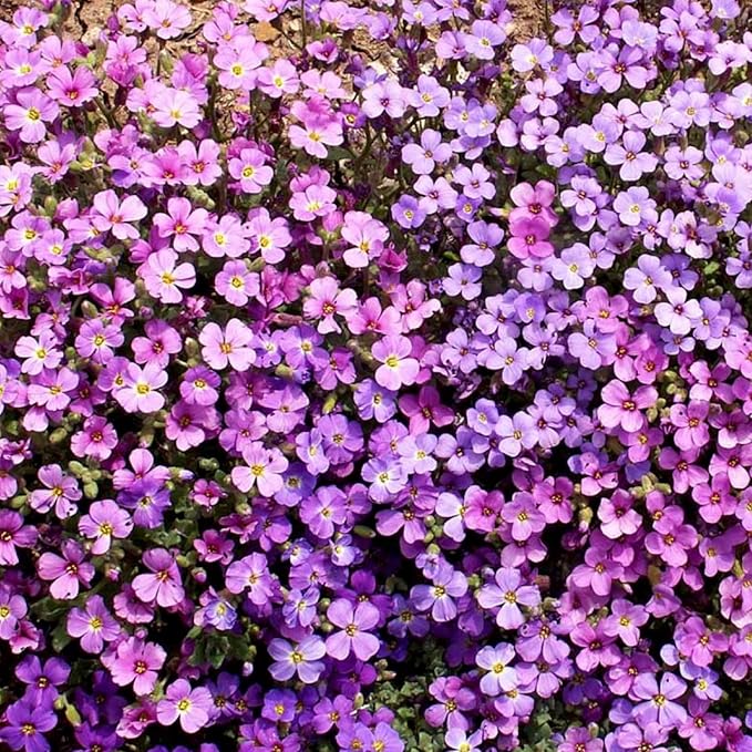 Seed Needs Purple Rockcress Seeds for Planting - Heirloom & Open Pollinated Perennial Flower Great for Rock Gardens, Groundcover, Attracts Pollinators (1 Pack)