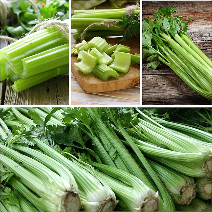 Seed Needs Celery Seeds for Planting Utah 52-70 Celery - Non-GMO, Heirloom & Untreated - Grow a Home Grown Outdoor Vegetable Garden for Fresh Produce (1 Pack)