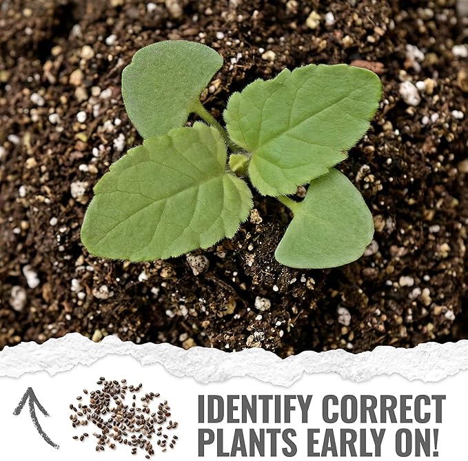 Seed Needs Salvia Seeds for Planting Scarlet Sage Flowers - Heirloom & Open Pollinated Perennial Wildflower Seed to Plant an Outdoor Butterfly Garden to Attract Pollinators (20 Packs)