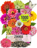 Seed Needs Zinnia Seeds 15+ Varieties Specialty Crazy Blend | 1,000+ Seeds Zinnia Elegans Open Pollinated | Includes California Giants, Candystripe & State Fair Species | Bulk
