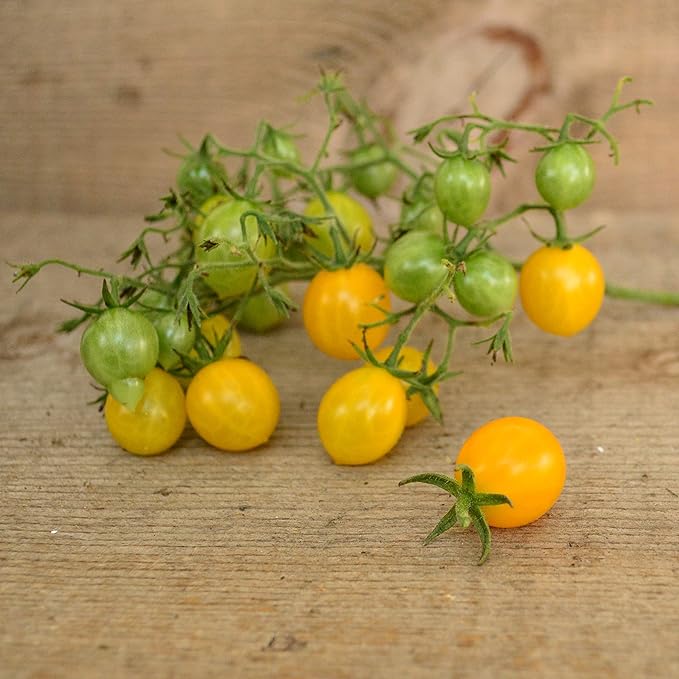 Blondkopfchen Yellow Cherry Tomato - 50 Seeds - German Heirloom Tomato Variety, Easy-to-Grow and Sweet, USA-Grown, Non-GMO Vegetable Seeds for Planting Outdoors in The Garden, Thresh Seed Company