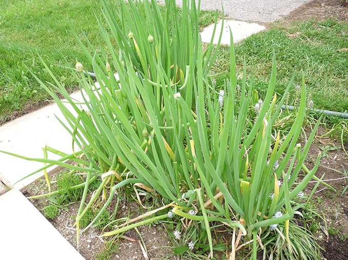 CEMEHA SEEDS - Seeds Green Welsh Onion Bunching Non GMO Vegetable for Planting