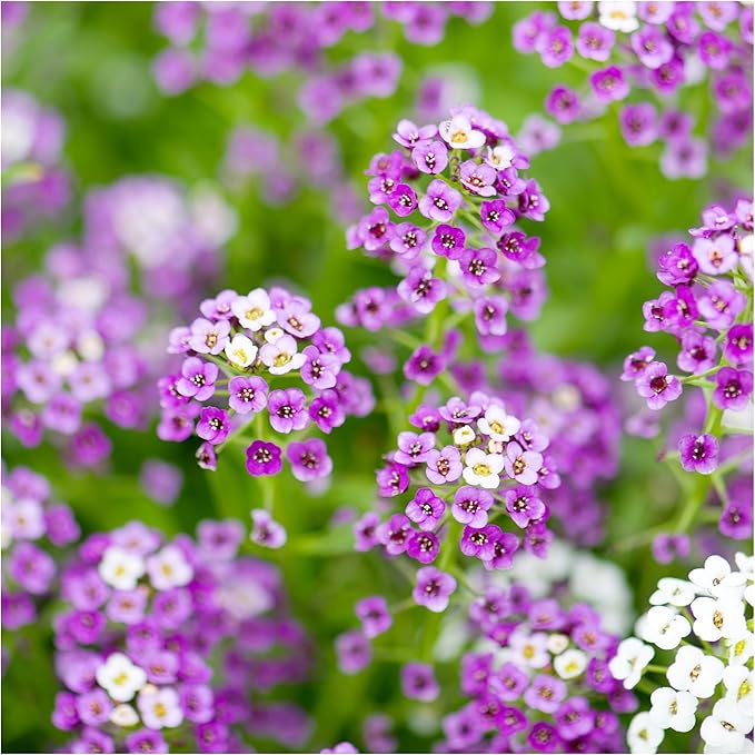Seed Needs Royal Carpet Alyssum Seeds for Planting - Heirloom & Untreated - Tender Perennial Flowers to Attract Pollinators to Rock Gardens, Pots, Containers & Window Boxes (1 Pack)