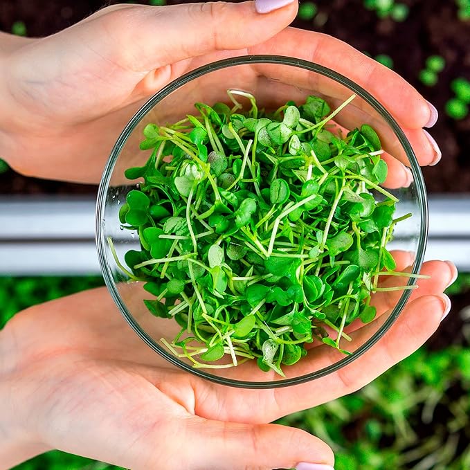 Back to The Roots 43003 Microgreens Ceramic Kit-Refill