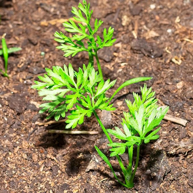 Seed Needs Carrot Seeds for Planting Paris Market Carrots - Non-GMO Heirloom & Untreated Annual Cool Weather Crops - Grow a Home Grown Outdoor Vegetable Garden (5 Packs)