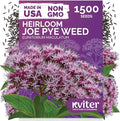 KVITER 1500 Joe Pye Weed Seeds (Eupatorium Maculatum) - Spotted Joe Pye Weed, Pink, Aromatic Wildflower, Butterfly Magnet - Perennial Flower Seeds in Seed Packets for Outdoor Flower Gardens