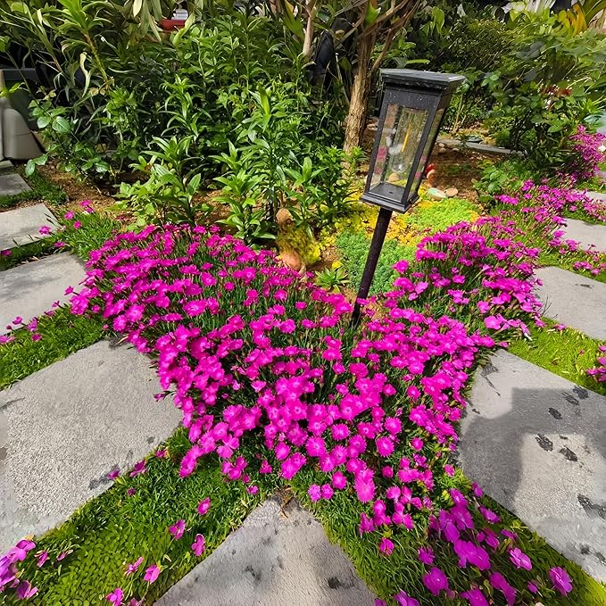 300+ Perennial Dianthus Plumarius Sweetness Seeds – Fragrant, Long-Blooming Non-GMO Flower Seeds – Perfect for Colorful Garden Planting