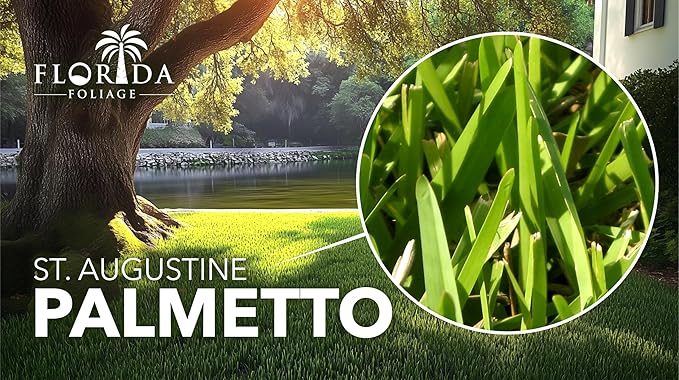 St. Augustine Palmetto | 3 Live Extra Large Grass Plugs | Drought, Salt & Shade Tolerant Turf Sod