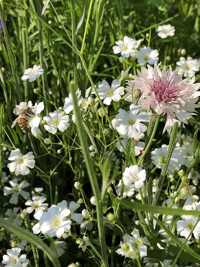 Mountain View Seeds Shady Wildflowers