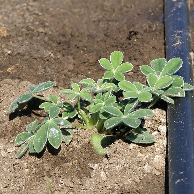 Seed Needs Texas Bluebonnet Seeds for Planting Blue Lupinus Flowers - Heirloom & Open Pollinated Wildflower Seed to Plant an Outdoor Butterfly Garden to Attract Pollinators (XL Pack)