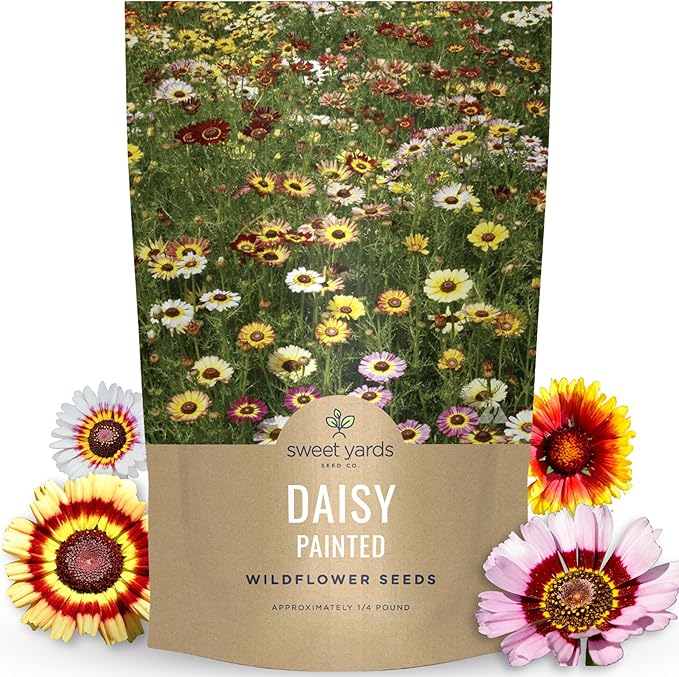 Painted Daisy - Bulk 1/4 Pound Pouch - 40,000 Flower Seeds for Planting - Chrysanthemum carinatum