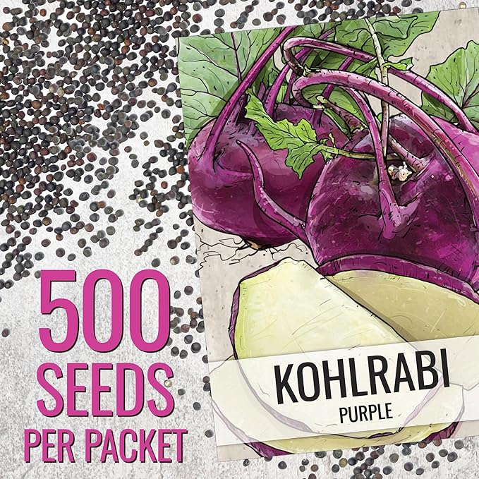 Seed Needs Kohlrabi Seeds for Planting Purple Vienna Kohlrabi Crops - Non-GMO Heirloom & Untreated Vegetable Seed to Plant an Outdoor Home Grown Veggie Garden (Purple Kohlrabi, 5 Packs (2,500 Seeds))