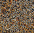No-Till Cover Crop 13-Seed Mix (1 lb. Bag): [50% Clovers Plus Fenugreek, Vetch, Flax, Cowpeas, Buckwheat, Forage Peas, Millet, Lentils, Crimson Clover, Sweet Yellow, White Clover, Medium Red Clover]