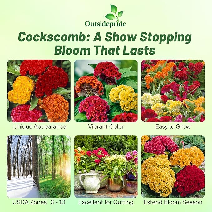 Outsidepride Mix Cockscomb Seeds - 500 Pcs Annual Dwarf Celosia Flower Seeds for Planting, Easy to Grow, Heat & Drought-Tolerant Exotic Flowers with Wavy Crests for Colorful Gardens