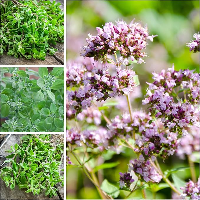 Seed Needs Sweet Marjoram Seeds for Planting - Heirloom, Non-GMO & Untreated - Perennial Culinary & Medicinal Herbs for Indoor/Outdoor Growing (2 Packs)